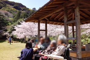 桜と屋外休憩所  