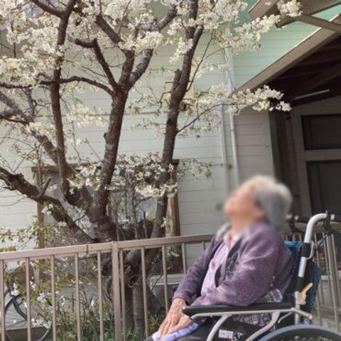 桜と車椅子の光景