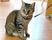 首輪をした猫