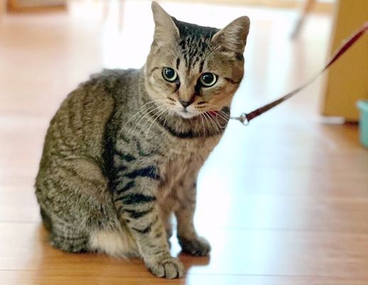 首輪をした猫