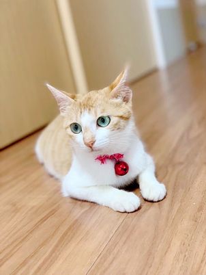 白と茶色の猫、フロアに