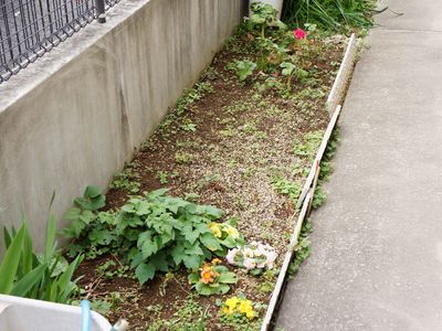 中庭の花壇