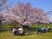 桜並木のレクリエーション担当