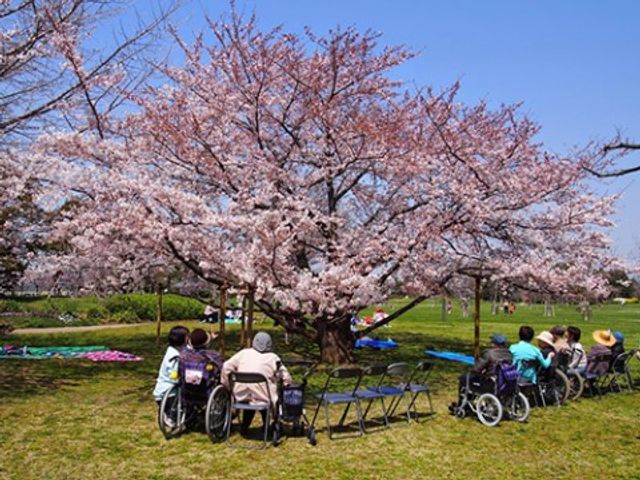 桜並木のレクリエーション担当 中庭 桜の季節に合わせた屋外レクリエーションを提供できるスタッフを求めています。