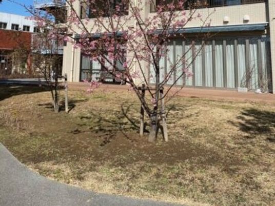 建物前の庭  