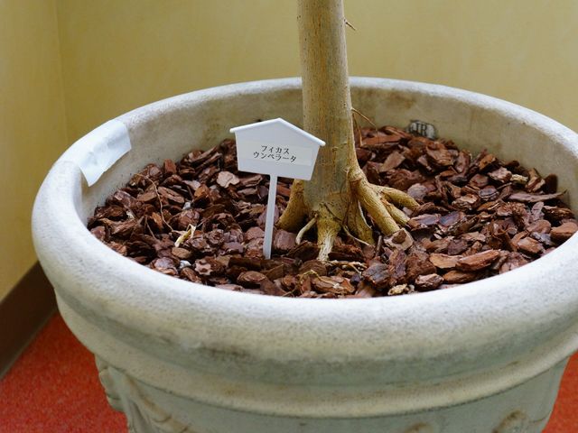 植木鉢とラベル 鉢植えと植物 ケアを施し整えられた植物たちが、静かな時間を彩ります。心安らぐ空間での勤務をご検討ください。