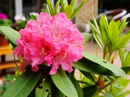ピンクの花咲く植物