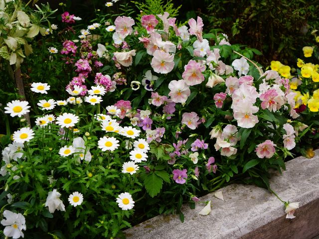 カラフルな花が咲く庭 パンジー 四季折々の花々が楽しめる快適な環境です。自然の美しさに触れながら、日々の暮らしに潤いを。