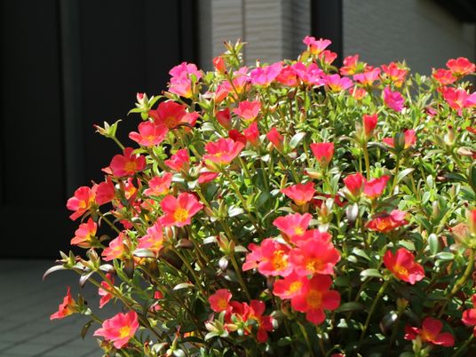 明るい中庭の花壇