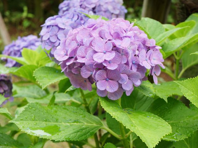 紫陽花の鮮やかな風景 植物 中庭には色とりどりの紫陽花が植えられ、四季の移り変わりを感じさせます。ここで自然の豊かさに触れ、穏やかなひとときを過ごせるでしょう。