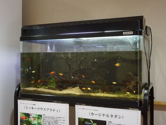 熱帯魚のいるアクアリウム