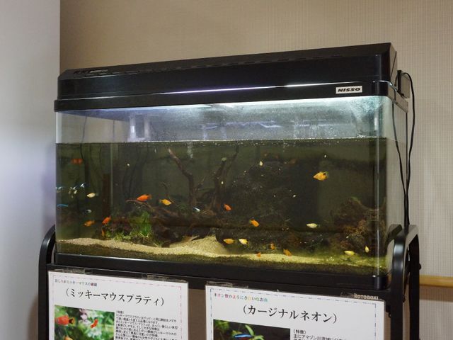 熱帯魚のいるアクアリウム 室内 リラックスできるリビングに色とりどりの熱帯魚が泳ぐアクアリウムが設置されており、安らぎの時間を提供します。