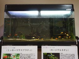 色とりどりの魚が泳ぐ水槽
