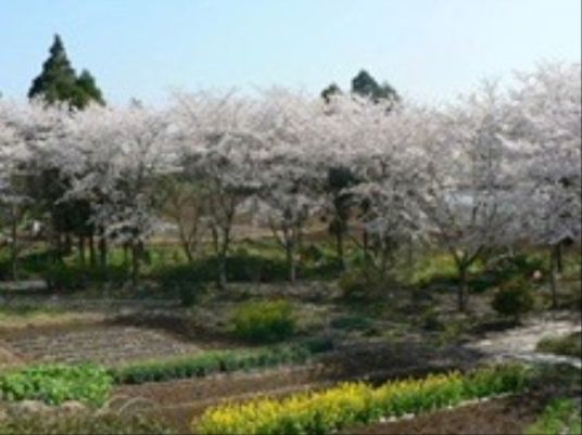 満開の桜と庭園