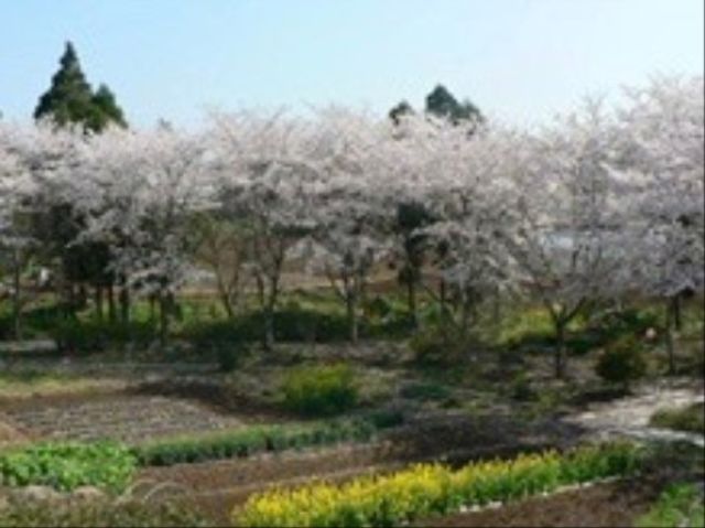 満開の桜と庭園 農園 四季折々の自然を満喫できる癒しの庭園です。利用者様と一緒に園芸活動が楽しめそうな環境が整っています。