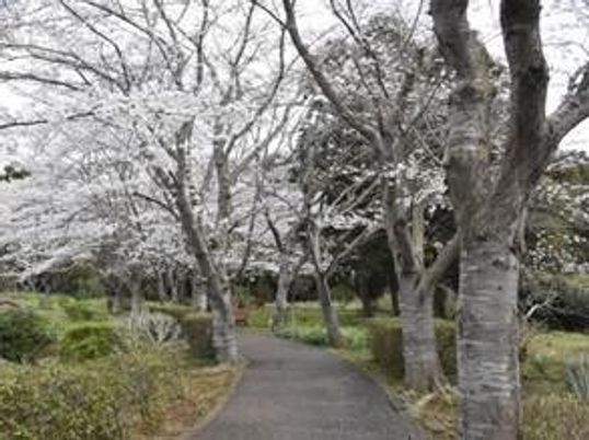白い花が咲く中庭