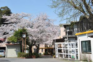 桜が咲くエントランス