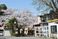 桜が咲くエントランス