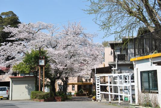 桜が咲くエントランス