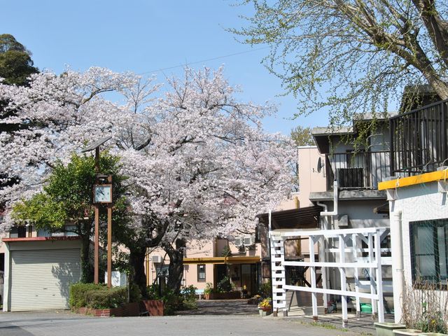 桜が咲くエントランス エントランス 桜が咲く季節のエントランスです。自然に囲まれ、働く環境として魅力的です。