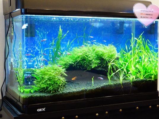 カラフルな熱帯魚と水草の水槽