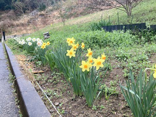 花が咲く庭
