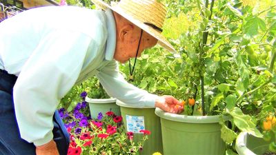 利用者が庭で植物を世話