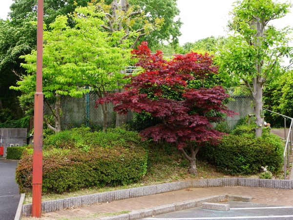 緑豊かな庭の風景