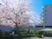 桜と建物の外観  