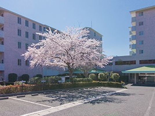 桜が咲く建物前の庭  