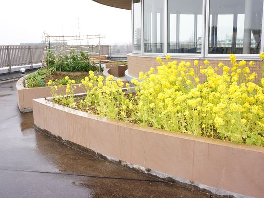 中庭の花壇と植物