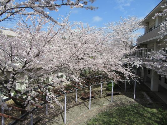 桜が咲く中庭  