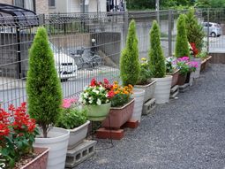 鮮やかな花々の並木道