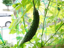 緑の網に絡む苦瓜