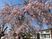 桜が咲く庭  