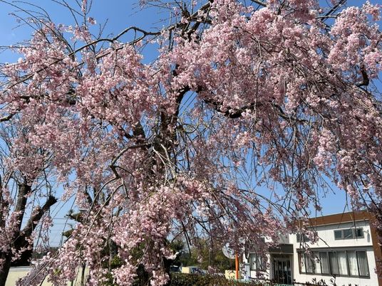 桜が咲く庭  