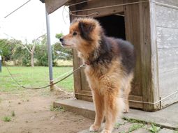 犬が小屋の前を見る