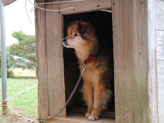 犬が小屋にいる様子