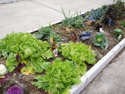 新鮮野菜の中庭