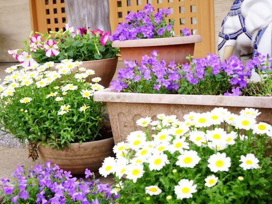 中庭の植物と人物