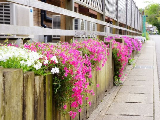 色鮮やかな花と柵