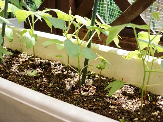 緑の植物育成中庭