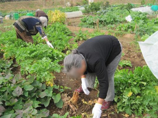 野菜を収穫する人々