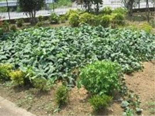 緑豊かな庭の様子