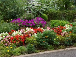 色とりどりの花々の庭