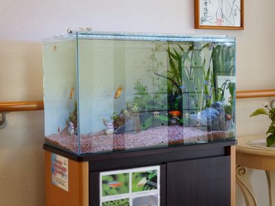 色鮮やかな水槽の風景