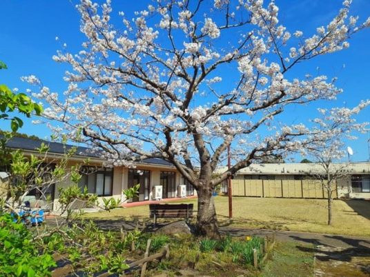 桜のある中庭  