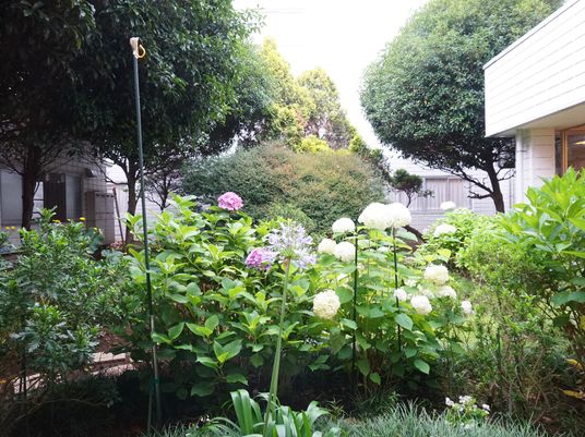 緑豊かな中庭