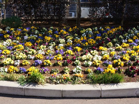 施設の彩り豊かな花壇