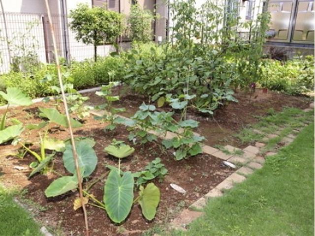 緑豊かな施設の庭 菜園 ゆとりある庭には、季節の花々や緑が植えられ、利用者様に潤いを提供しています。自然に触れ合える空間が、日々の心地よさを演出しています。